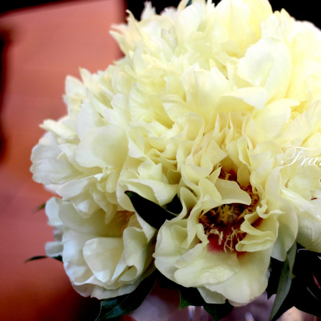 Yellow Peonia